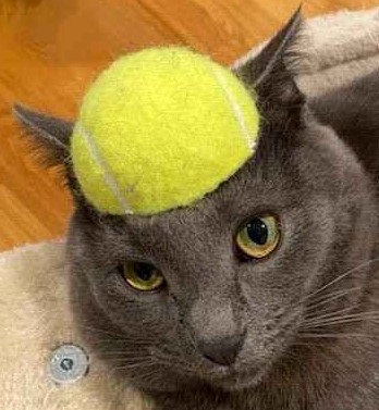 Vinny the badcat